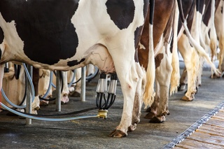 Vaches laitières (Shutterstock)