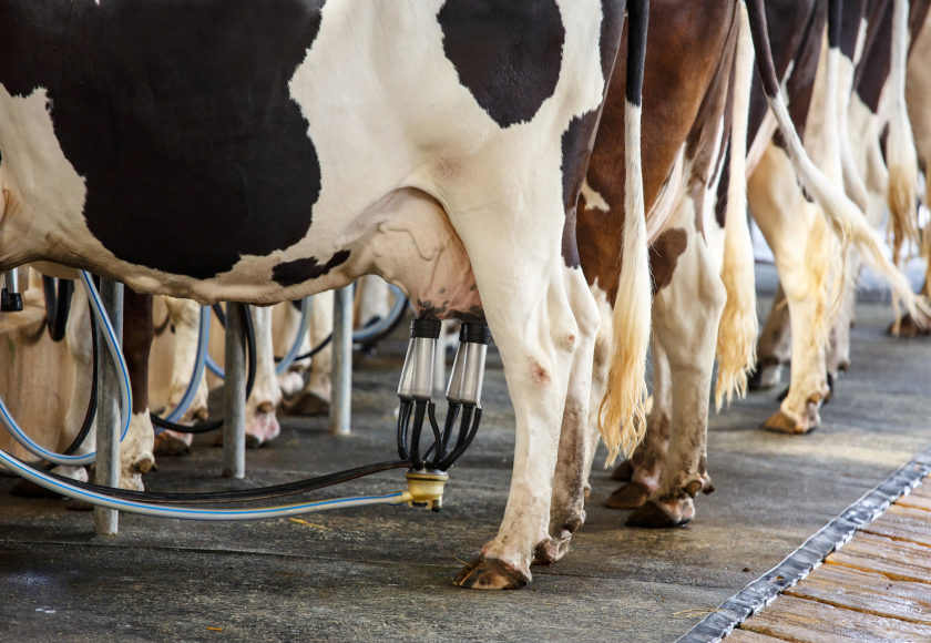 Vaches laitières (Shutterstock)