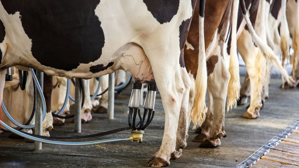 Vaches laitières (Shutterstock)